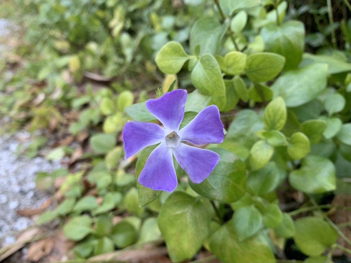 f:id:encyclopediaofweeds:20210210232408j:plain