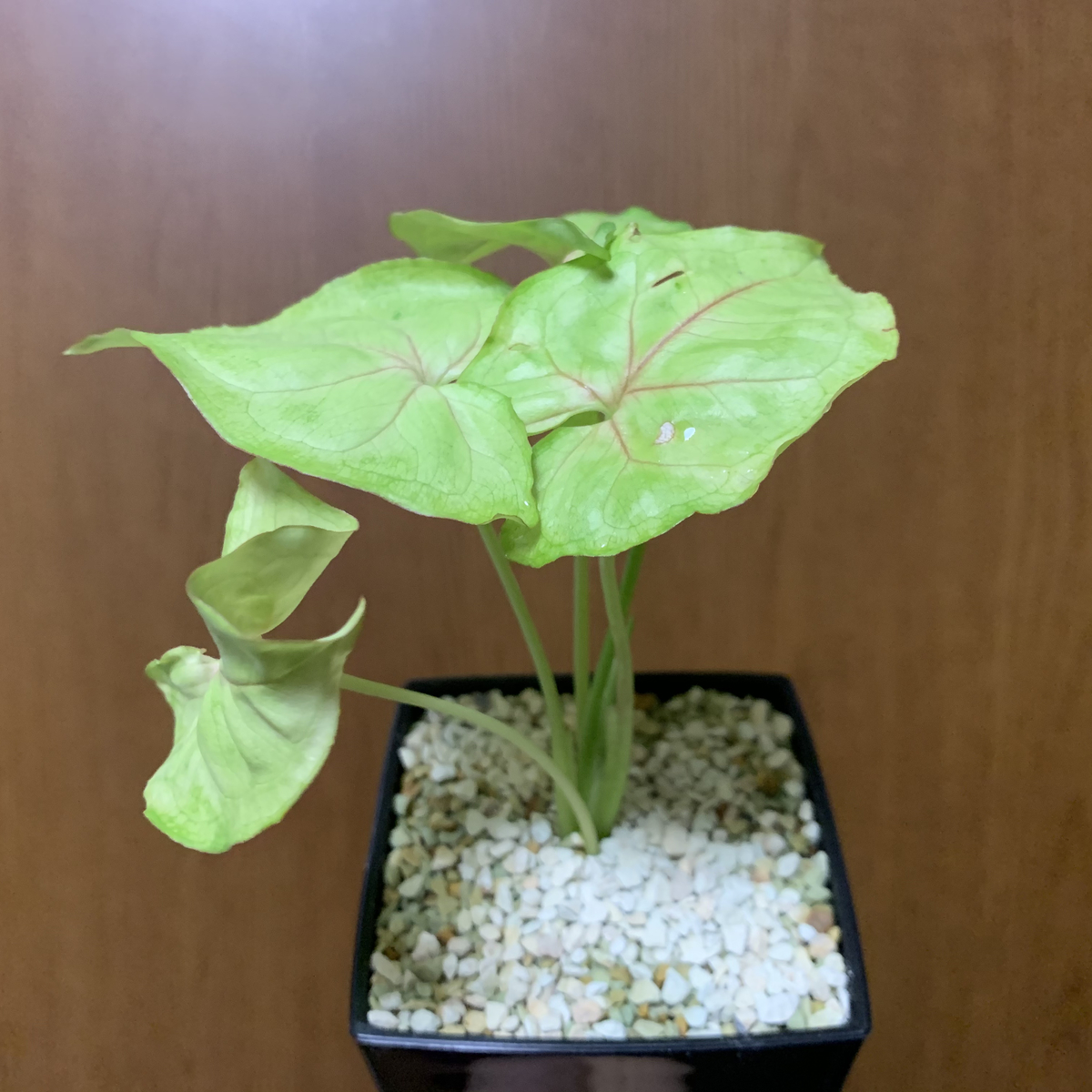 f:id:encyclopediaofweeds:20210210232601j:plain