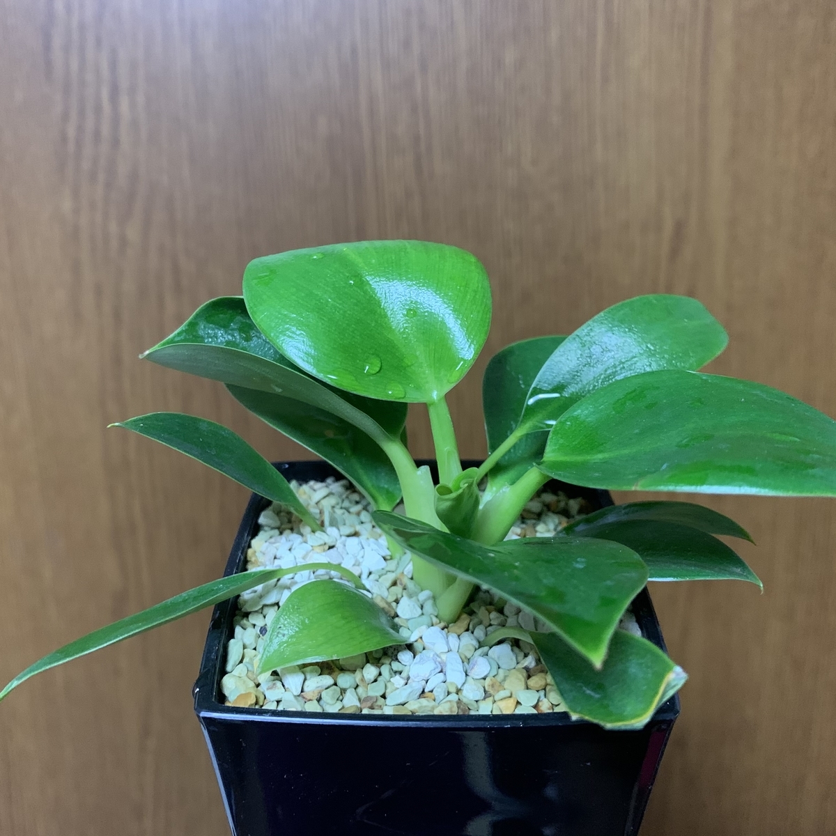 f:id:encyclopediaofweeds:20210210232626j:plain