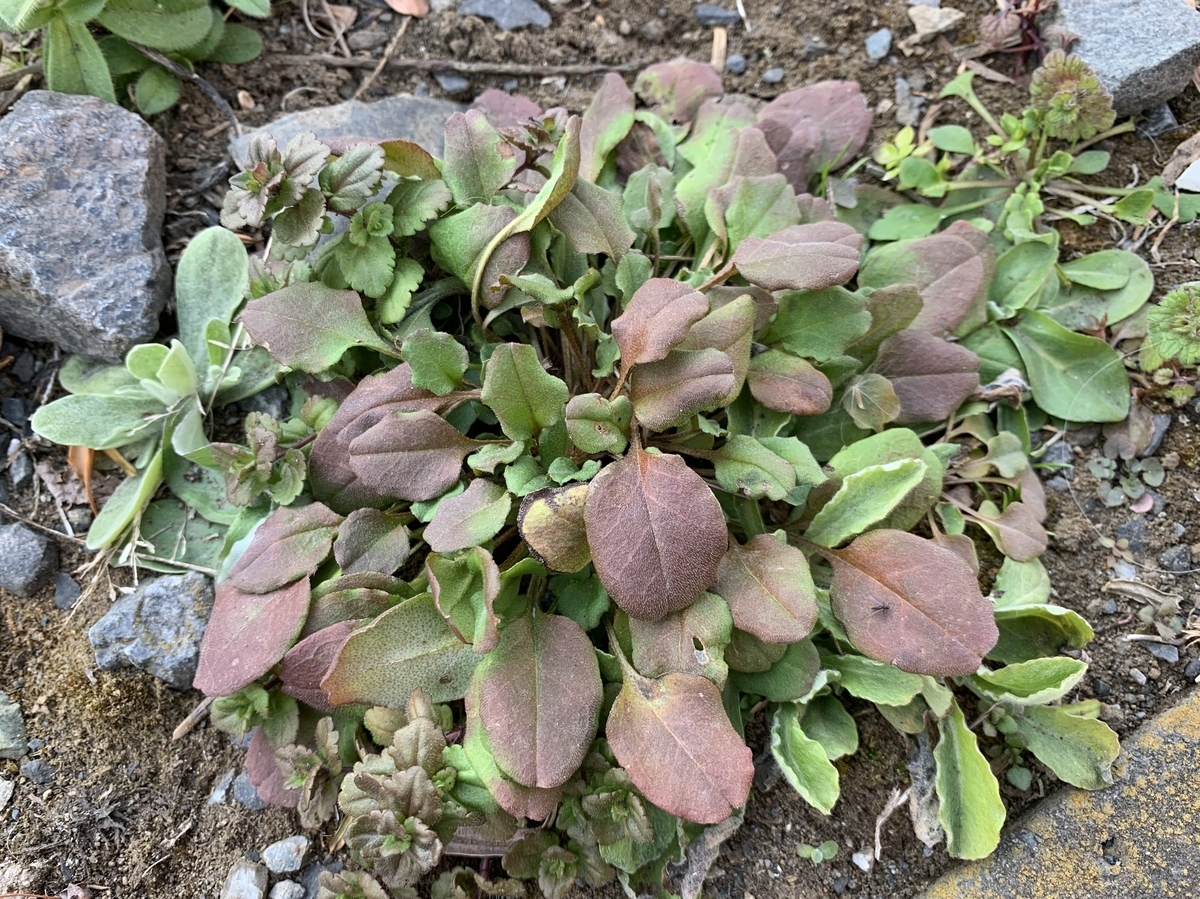 f:id:encyclopediaofweeds:20210219005447j:plain
