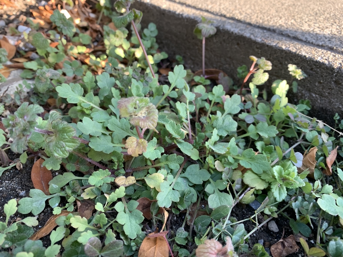 f:id:encyclopediaofweeds:20210219010207j:plain