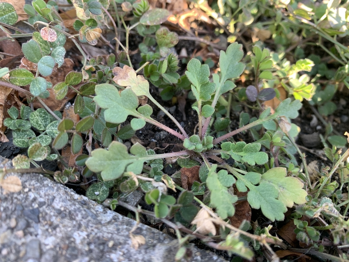 f:id:encyclopediaofweeds:20210219010214j:plain