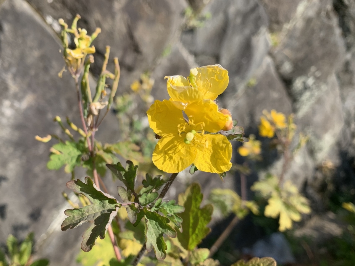 f:id:encyclopediaofweeds:20210219011447j:plain