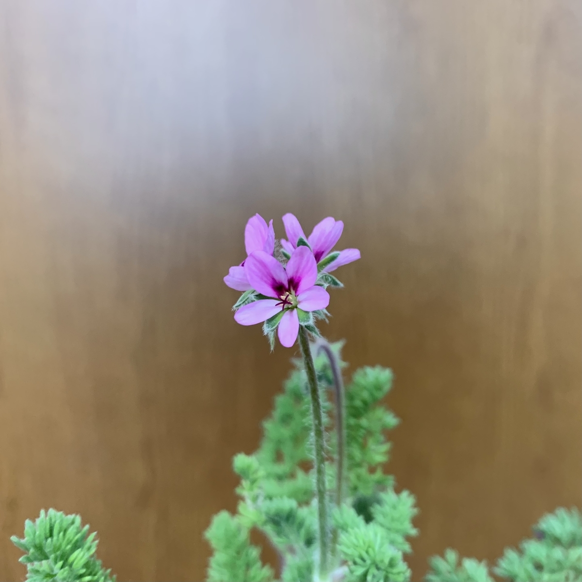 f:id:encyclopediaofweeds:20210303221921j:plain