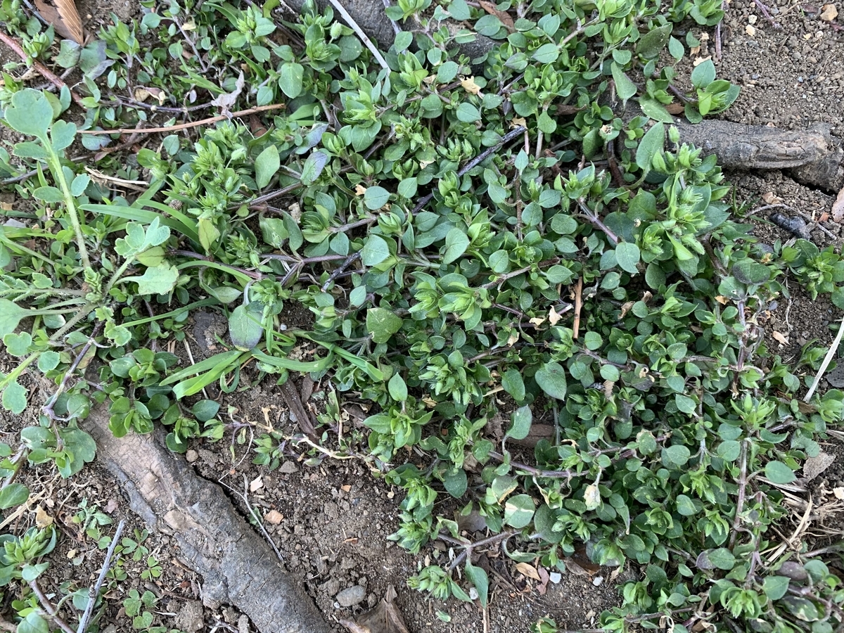 f:id:encyclopediaofweeds:20210321223440j:plain