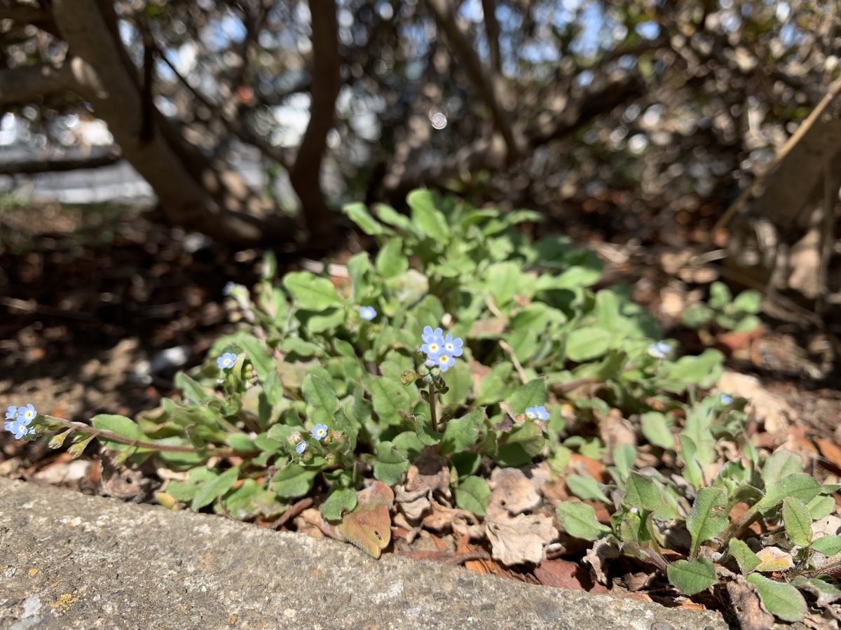 f:id:encyclopediaofweeds:20210321223655j:plain