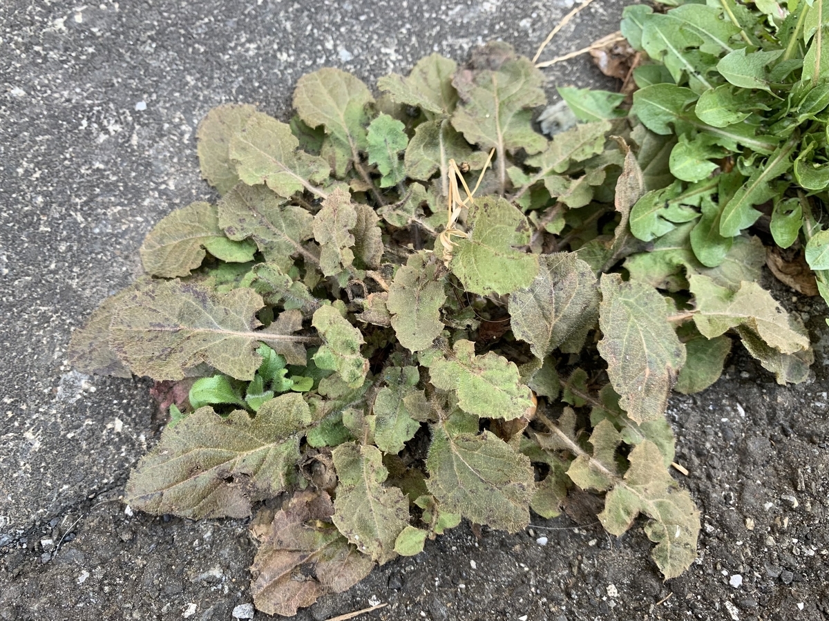 f:id:encyclopediaofweeds:20210321224002j:plain