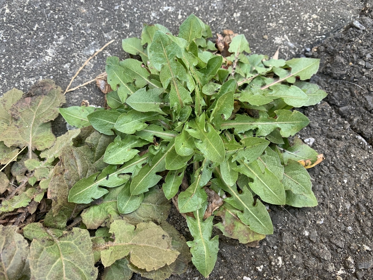 f:id:encyclopediaofweeds:20210321224259j:plain