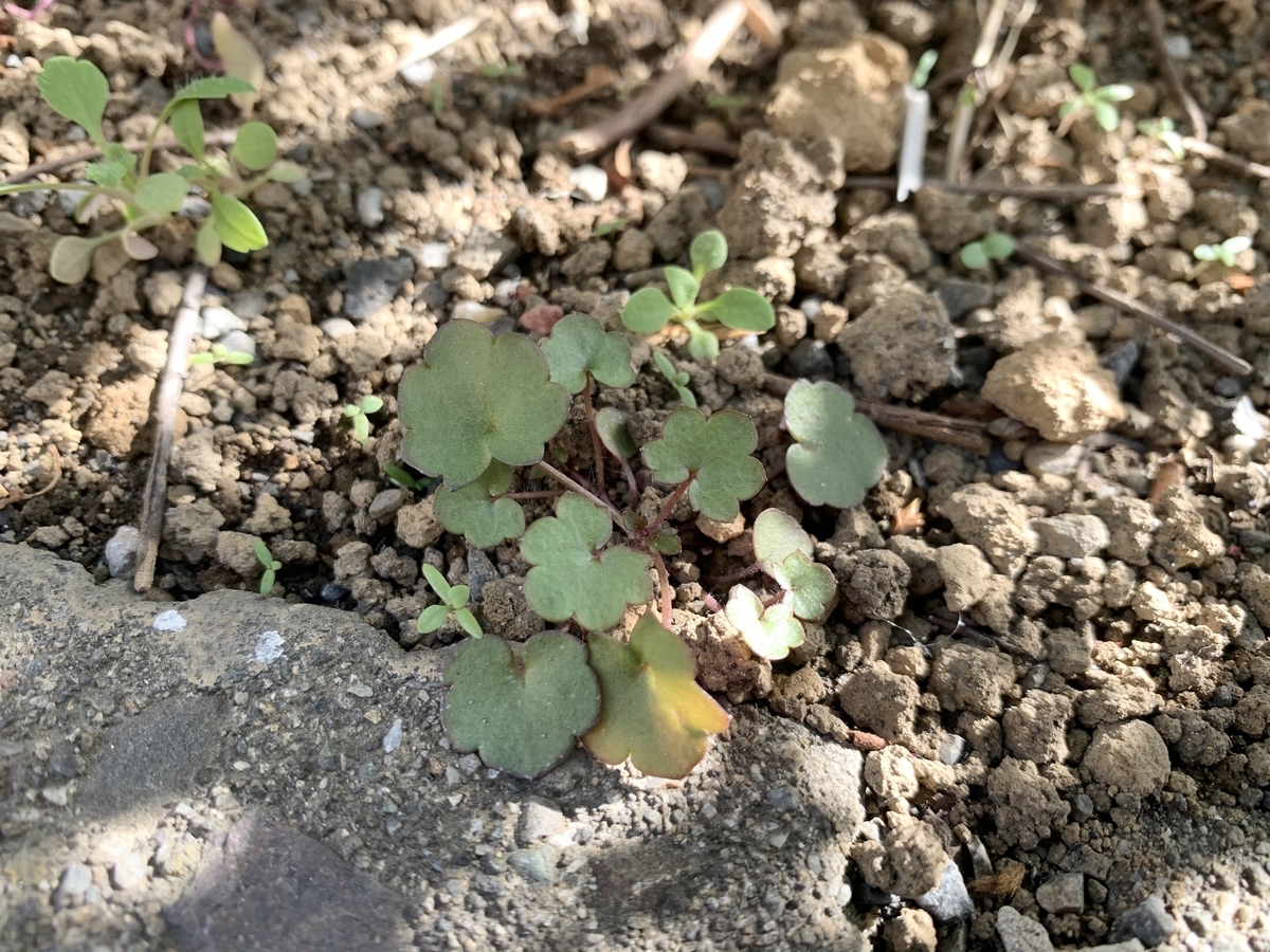 f:id:encyclopediaofweeds:20210321224541j:plain