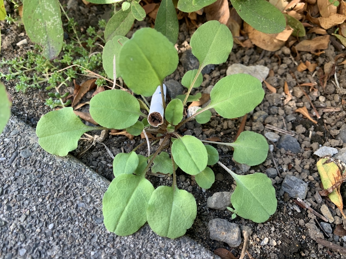 f:id:encyclopediaofweeds:20210321225025j:plain