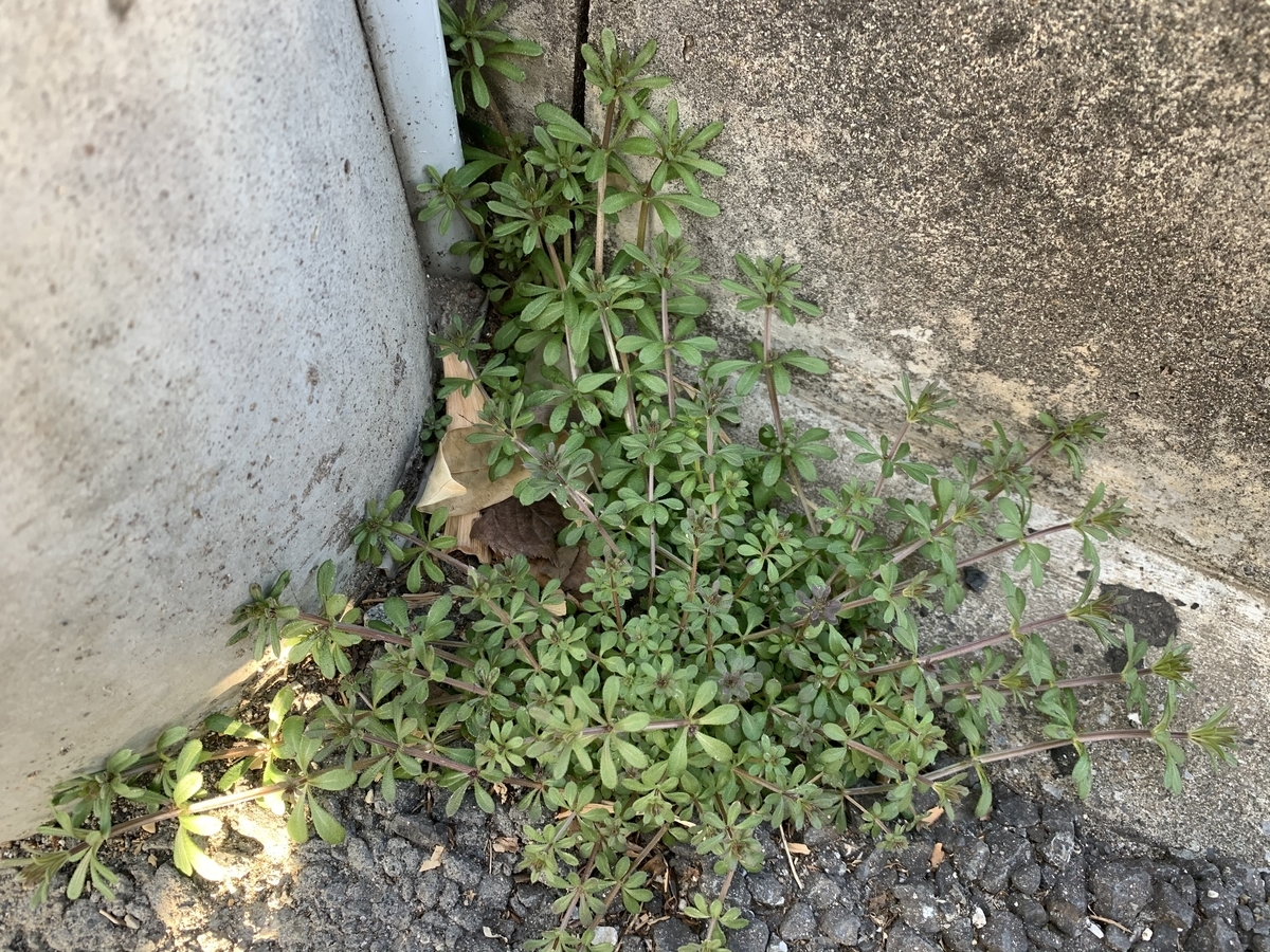 f:id:encyclopediaofweeds:20210321225506j:plain