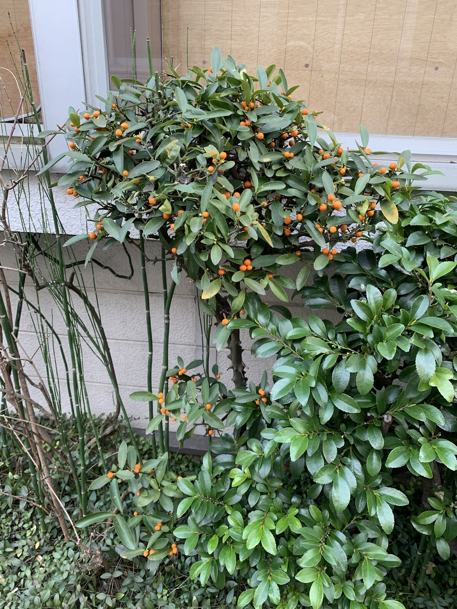 f:id:encyclopediaofweeds:20210321230005j:plain