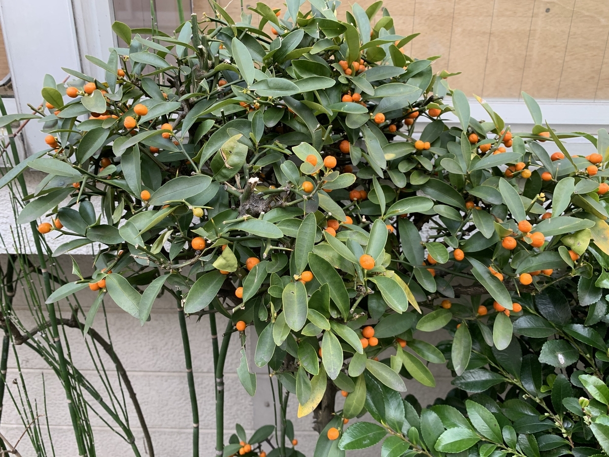 f:id:encyclopediaofweeds:20210321230013j:plain