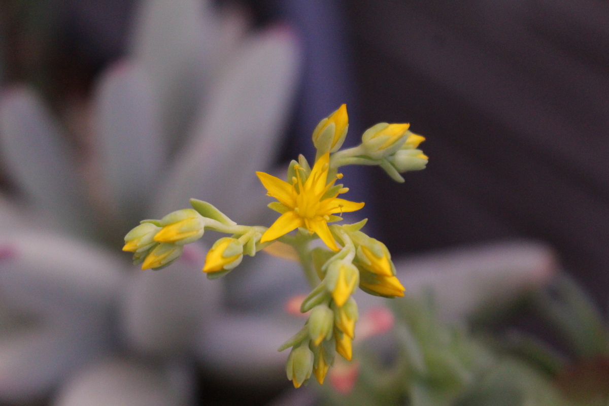 f:id:encyclopediaofweeds:20210411231718j:plain