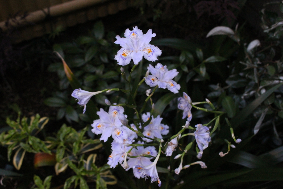 f:id:encyclopediaofweeds:20210418232923j:plain