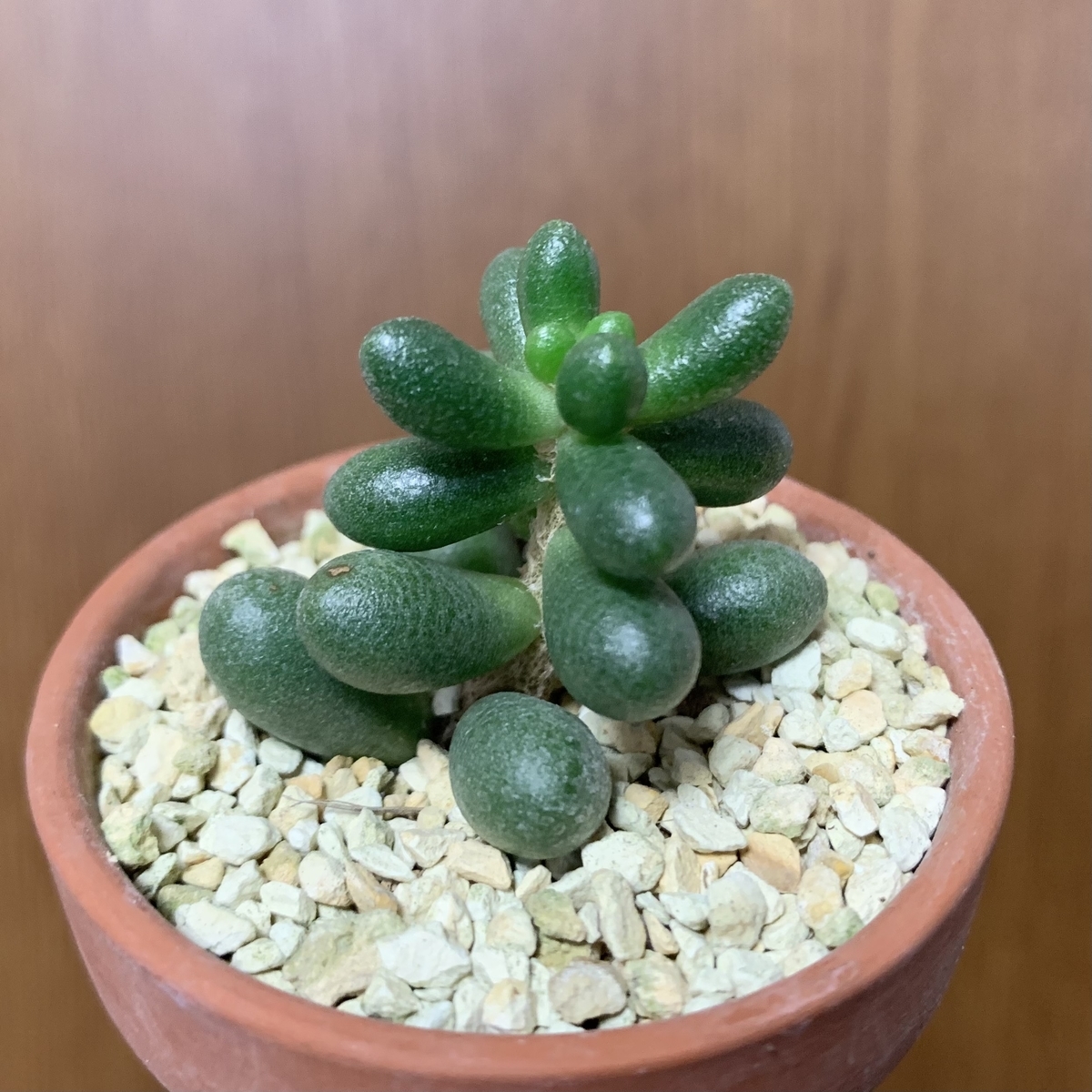 f:id:encyclopediaofweeds:20210623233301j:plain