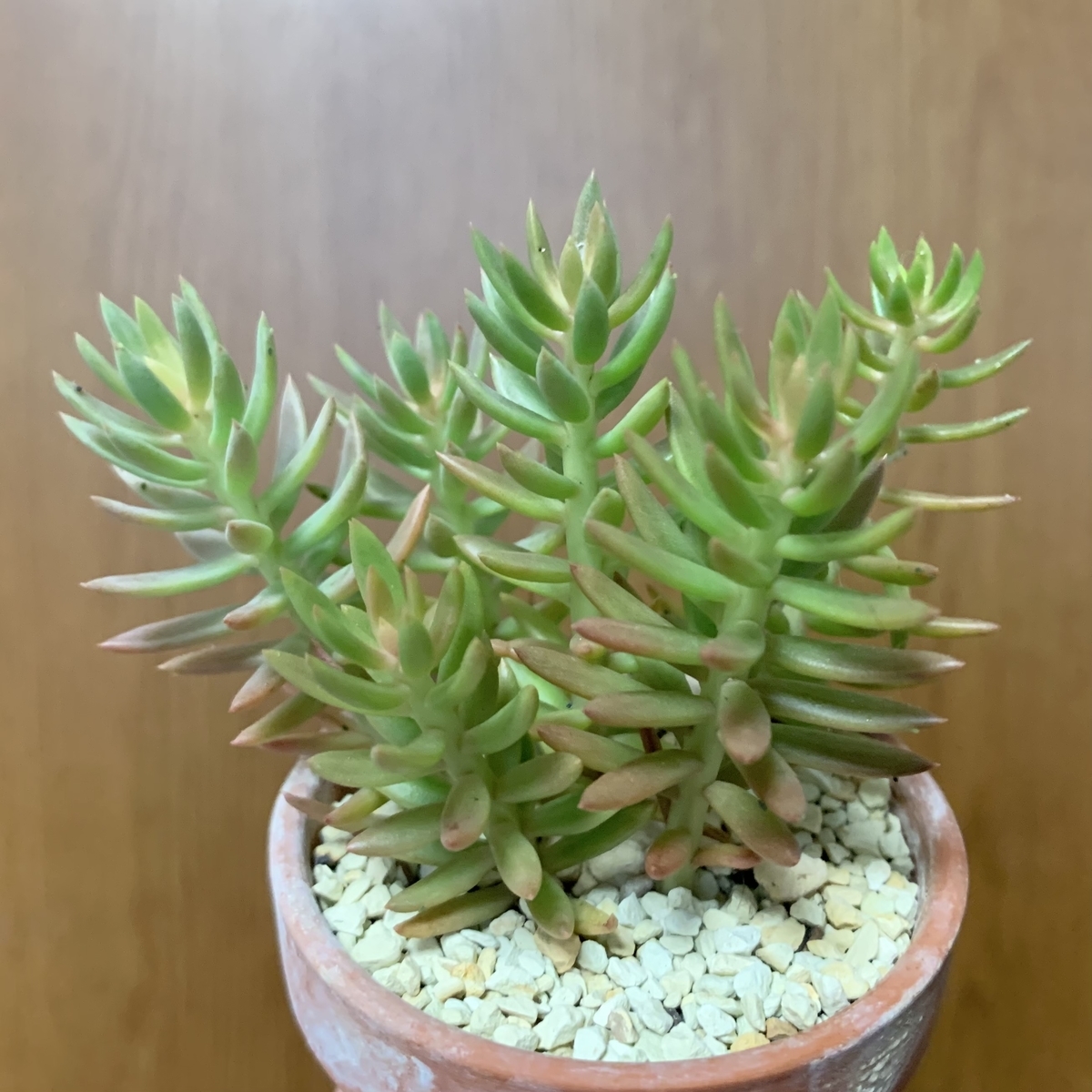 f:id:encyclopediaofweeds:20210623235128j:plain