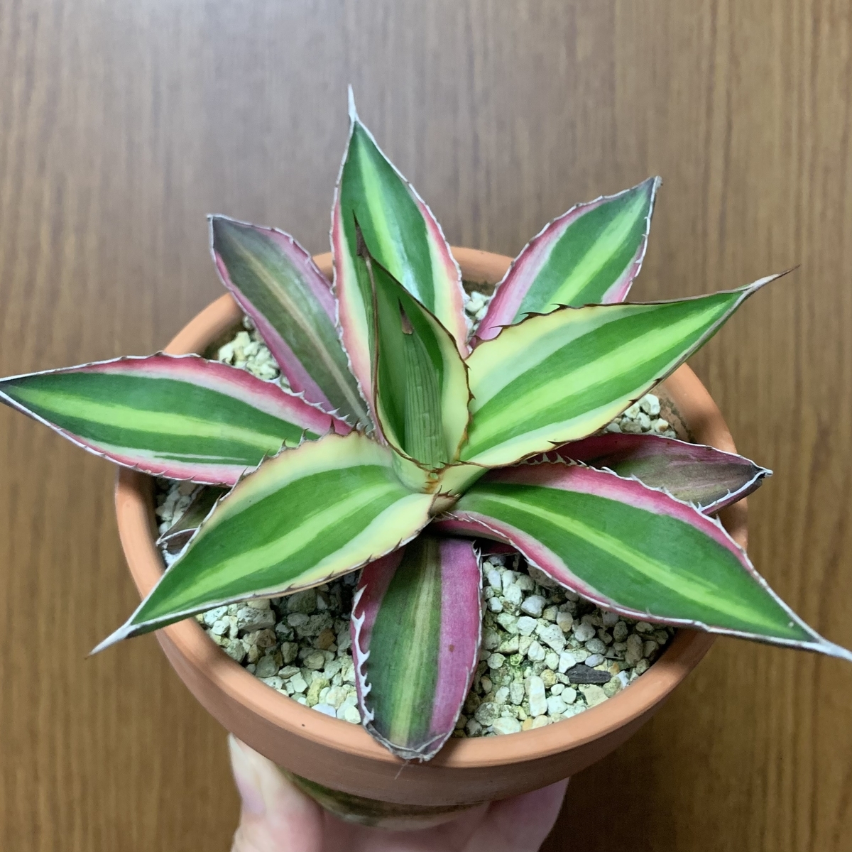 f:id:encyclopediaofweeds:20210627093552j:plain