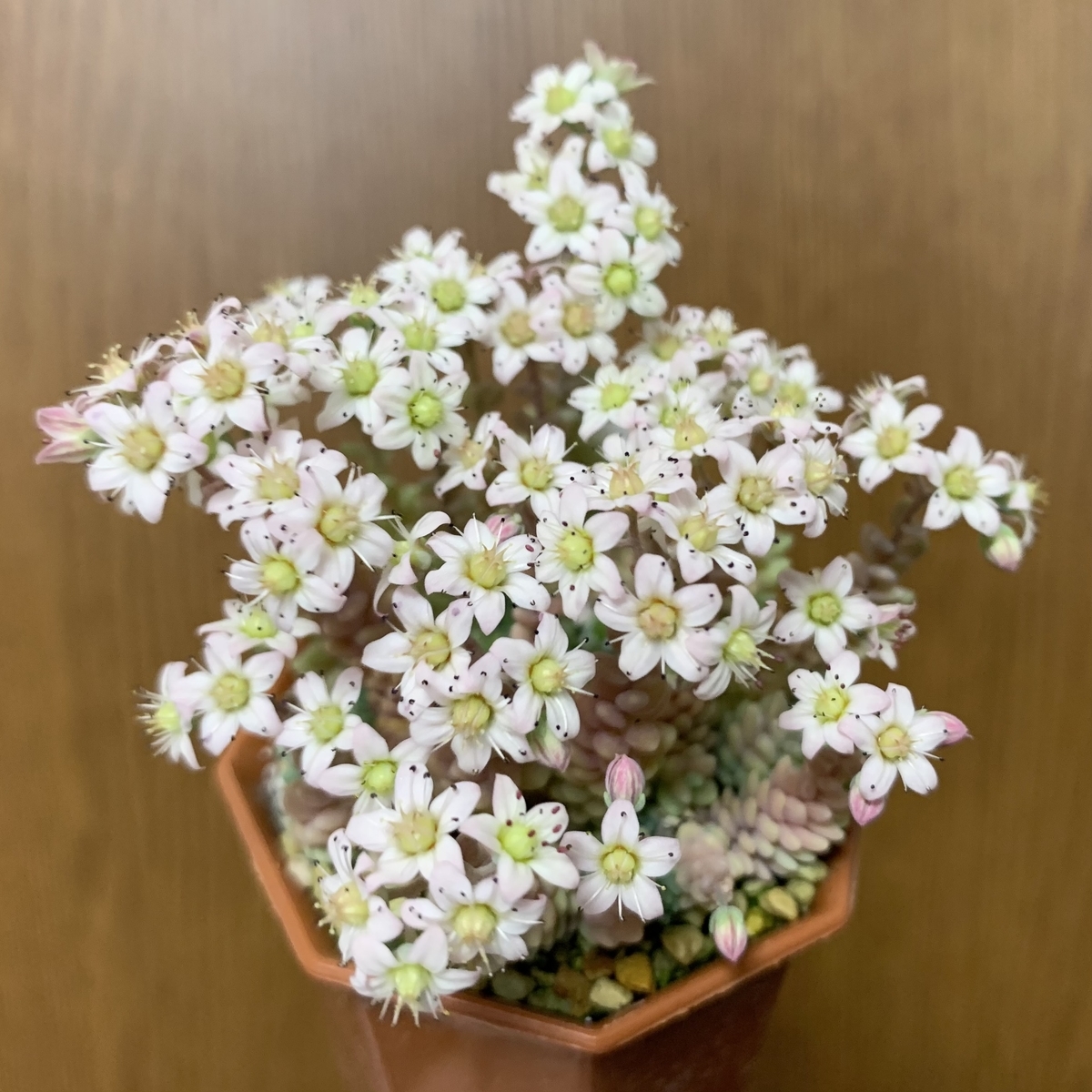 f:id:encyclopediaofweeds:20210627094454j:plain