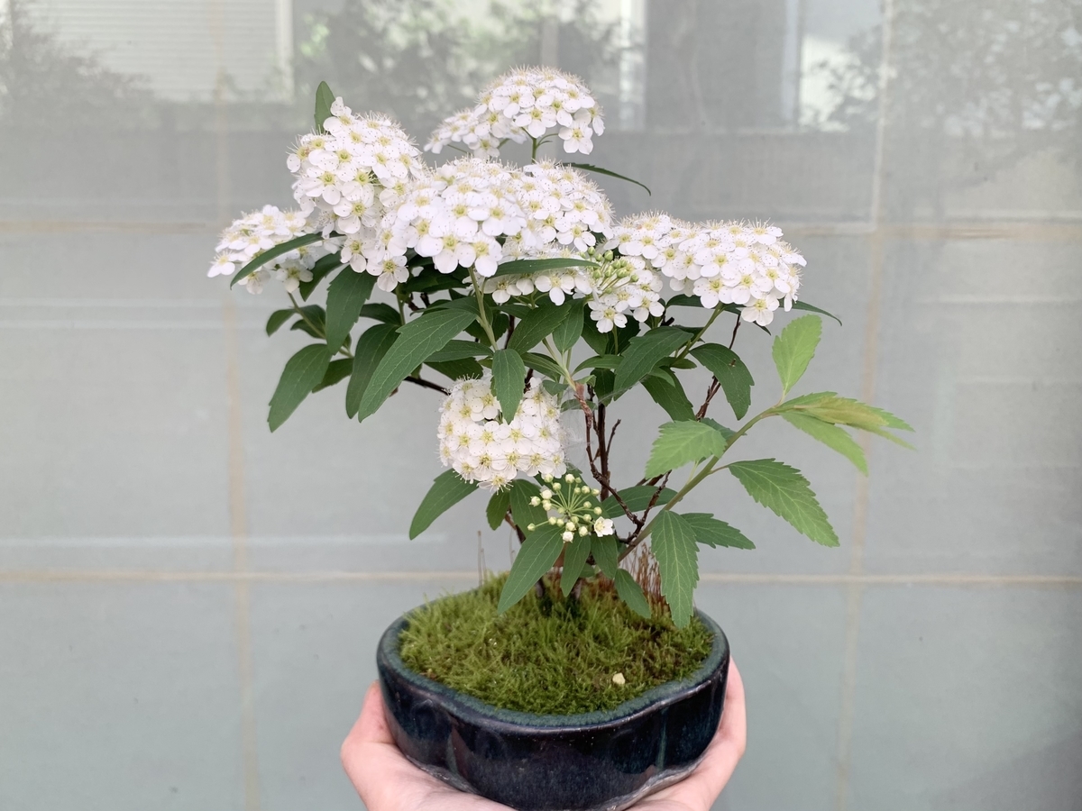 f:id:encyclopediaofweeds:20210627095839j:plain