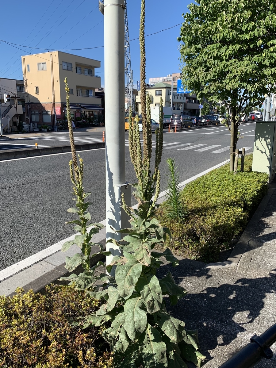 f:id:encyclopediaofweeds:20210718204326j:plain