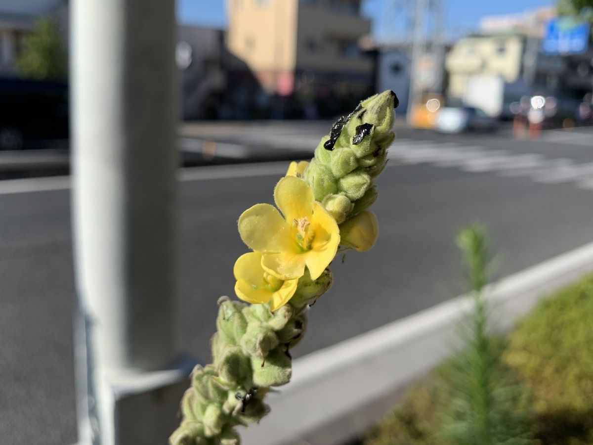 f:id:encyclopediaofweeds:20210718204405j:plain