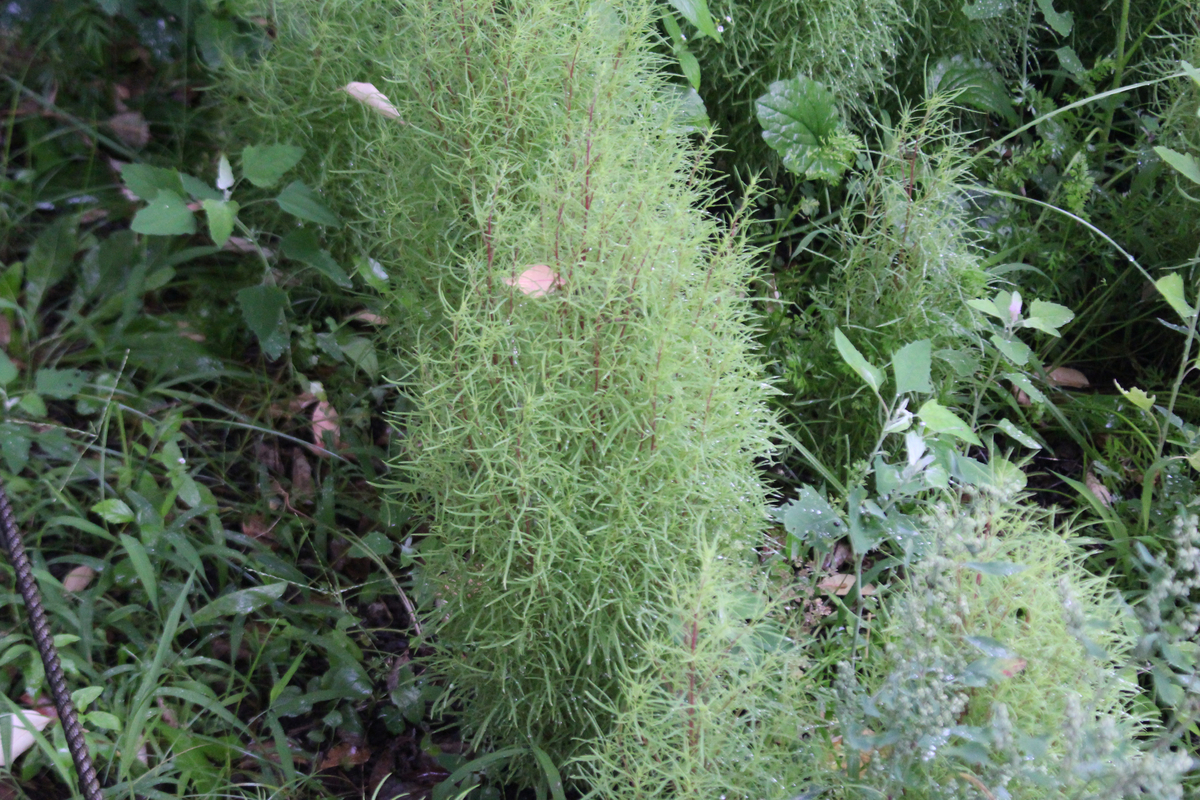 f:id:encyclopediaofweeds:20210720041301j:plain