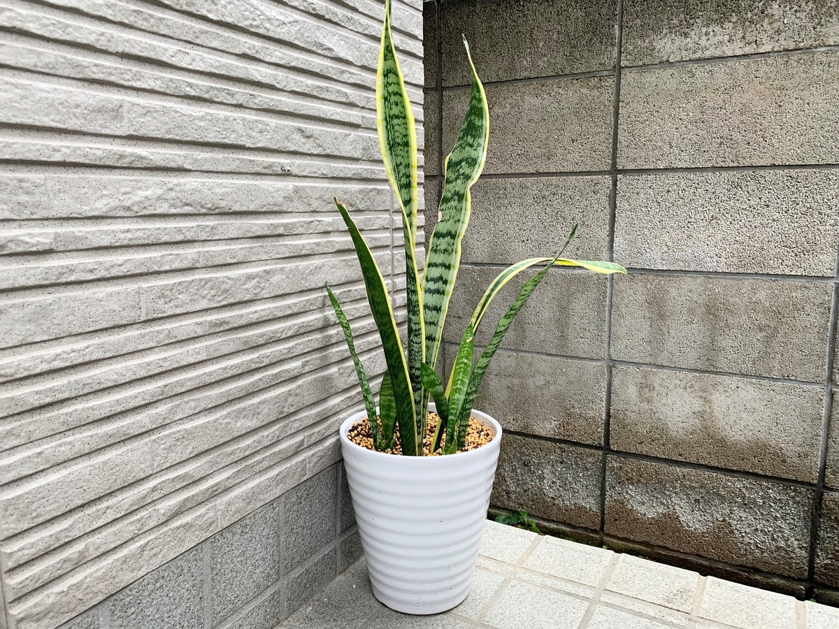 f:id:encyclopediaofweeds:20210805001014j:plain
