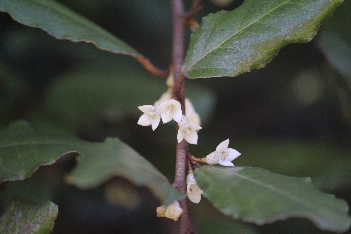 f:id:encyclopediaofweeds:20210922023148j:plain