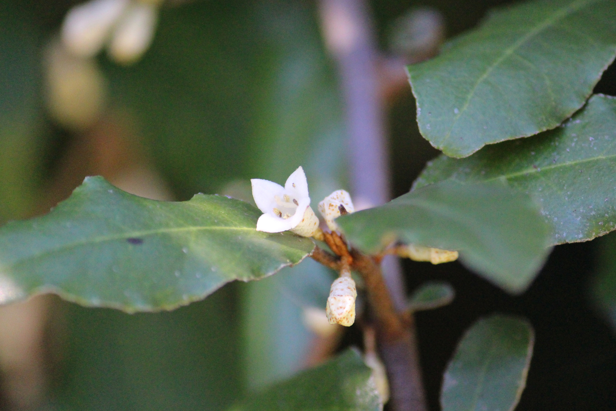 f:id:encyclopediaofweeds:20210922023201j:plain