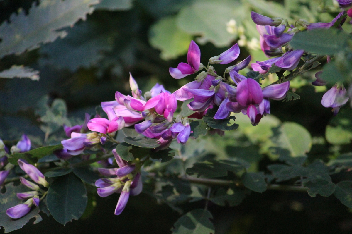 f:id:encyclopediaofweeds:20210922023454j:plain