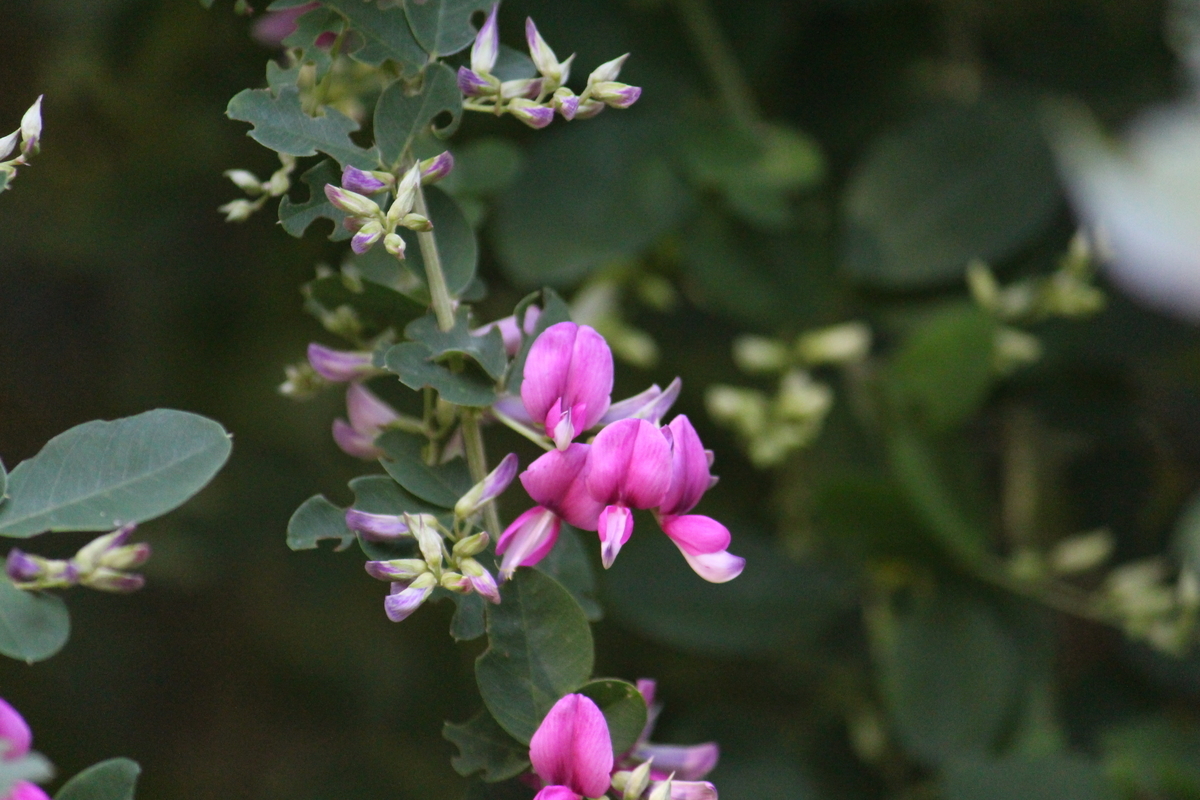 f:id:encyclopediaofweeds:20210922023506j:plain
