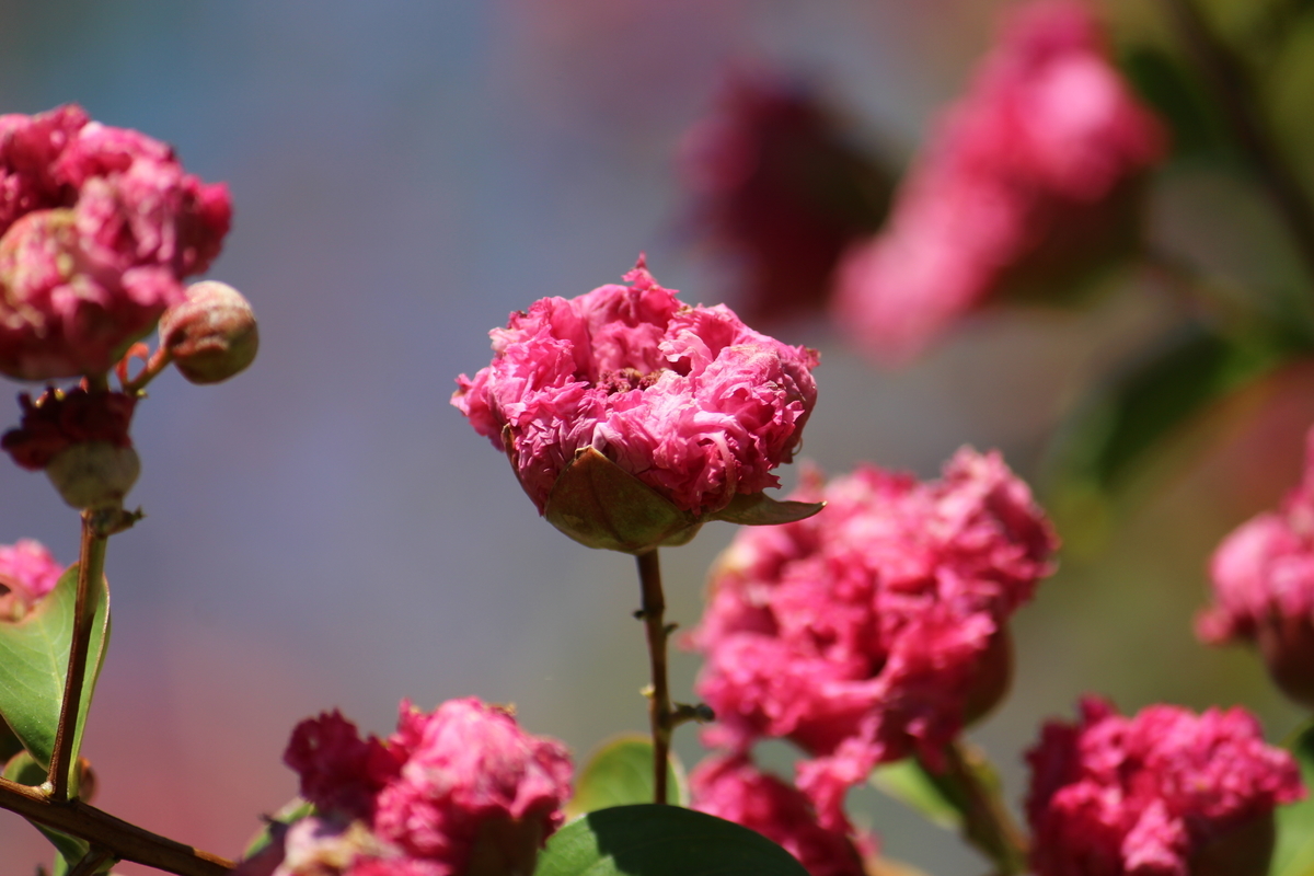 f:id:encyclopediaofweeds:20210922024124j:plain