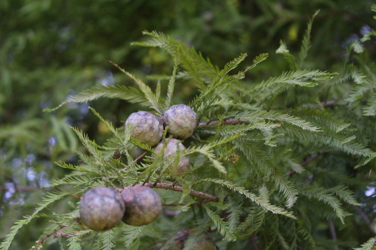 f:id:encyclopediaofweeds:20210922024658j:plain