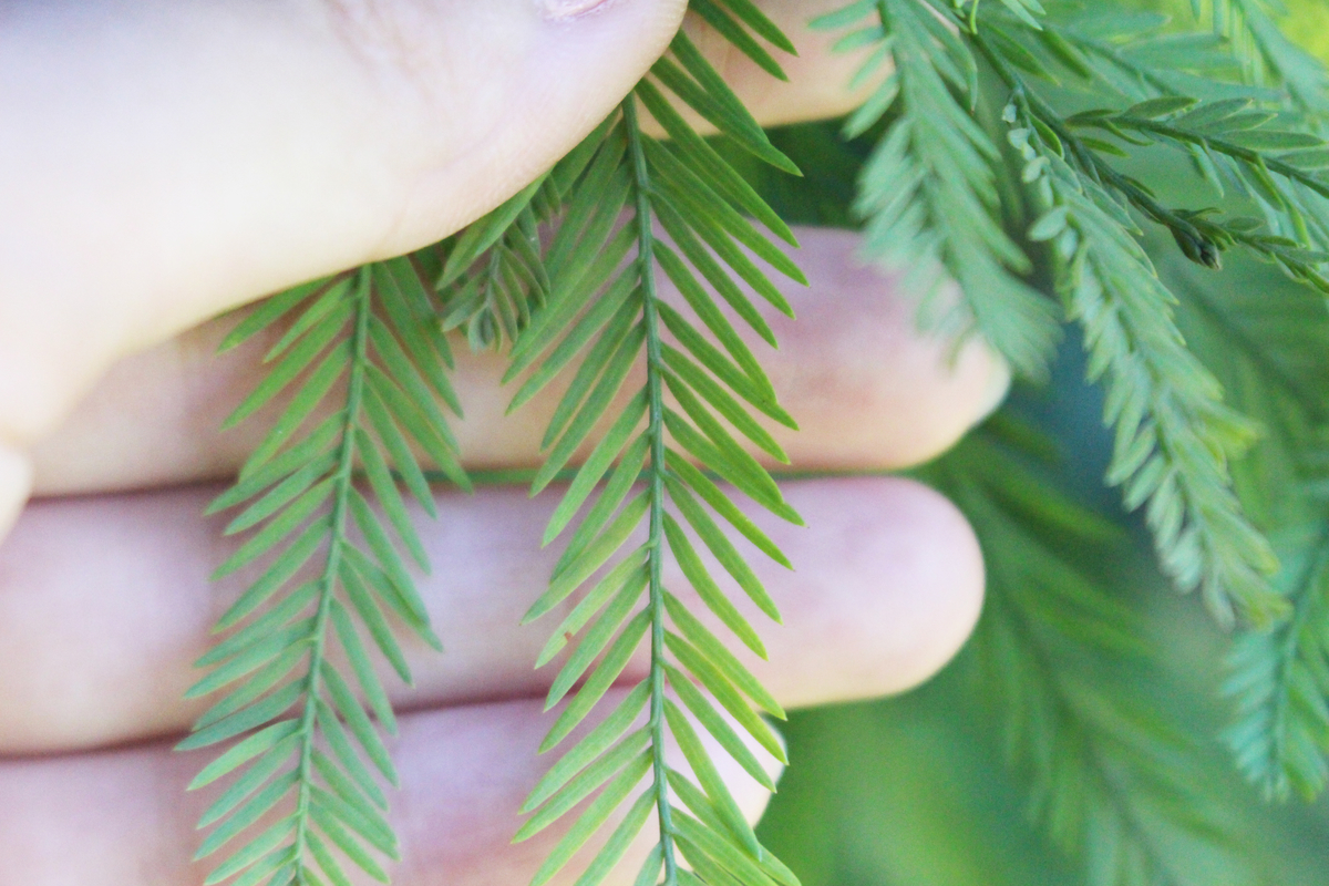 f:id:encyclopediaofweeds:20210922024758j:plain