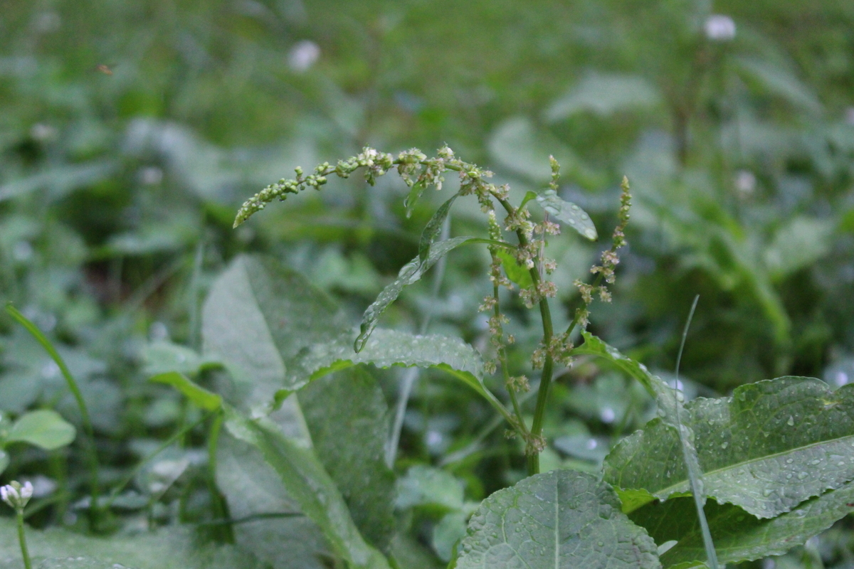 f:id:encyclopediaofweeds:20210928003825j:plain