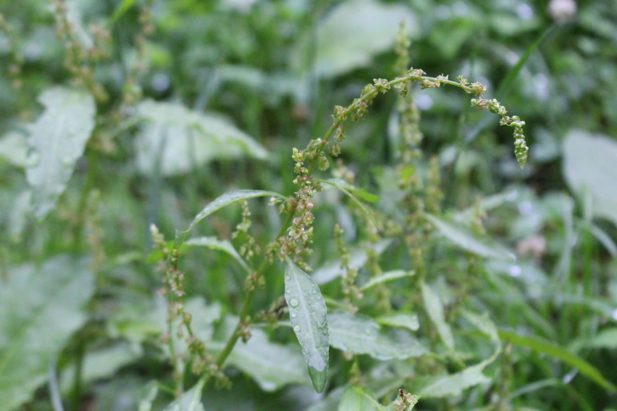 f:id:encyclopediaofweeds:20210928003846j:plain
