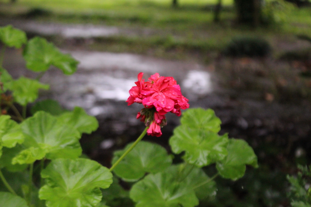 f:id:encyclopediaofweeds:20210928003941j:plain