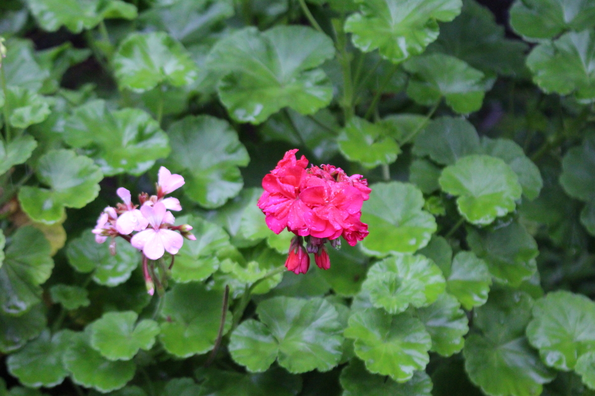 f:id:encyclopediaofweeds:20210928003954j:plain
