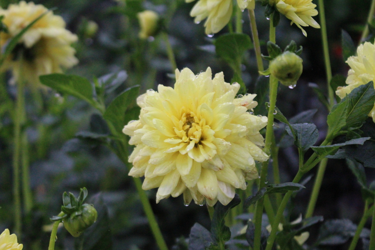 f:id:encyclopediaofweeds:20210928004615j:plain