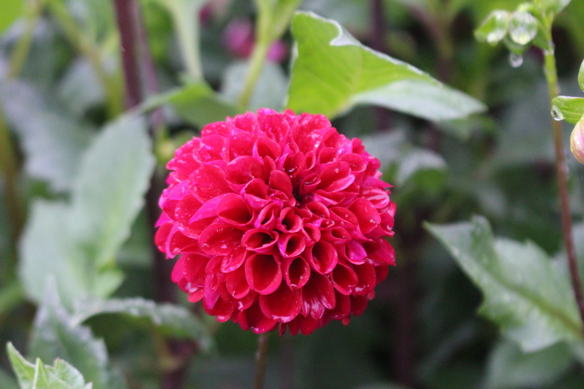 f:id:encyclopediaofweeds:20210928004627j:plain