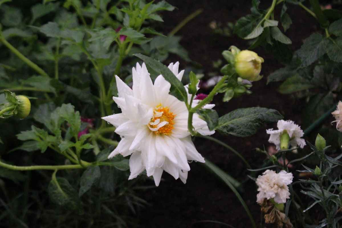 f:id:encyclopediaofweeds:20210928004649j:plain