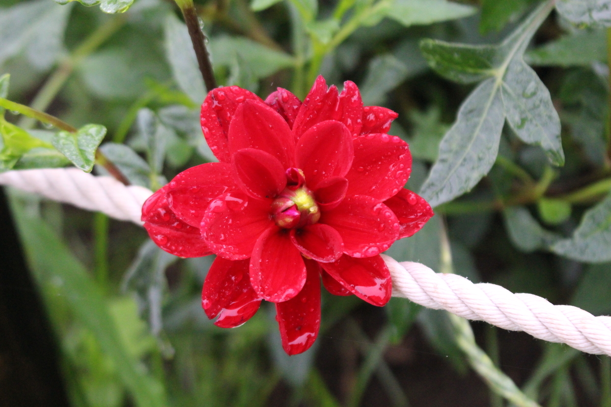 f:id:encyclopediaofweeds:20210928004702j:plain