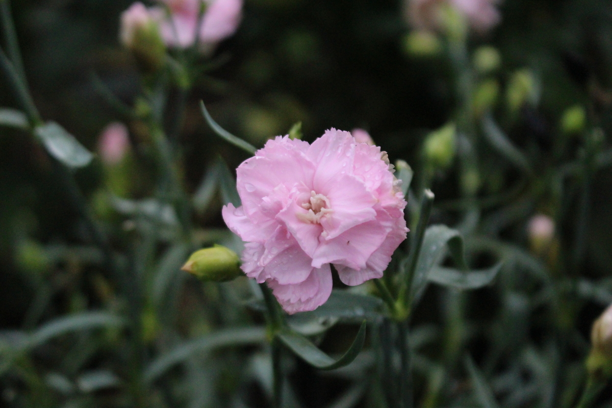 f:id:encyclopediaofweeds:20210928004734j:plain