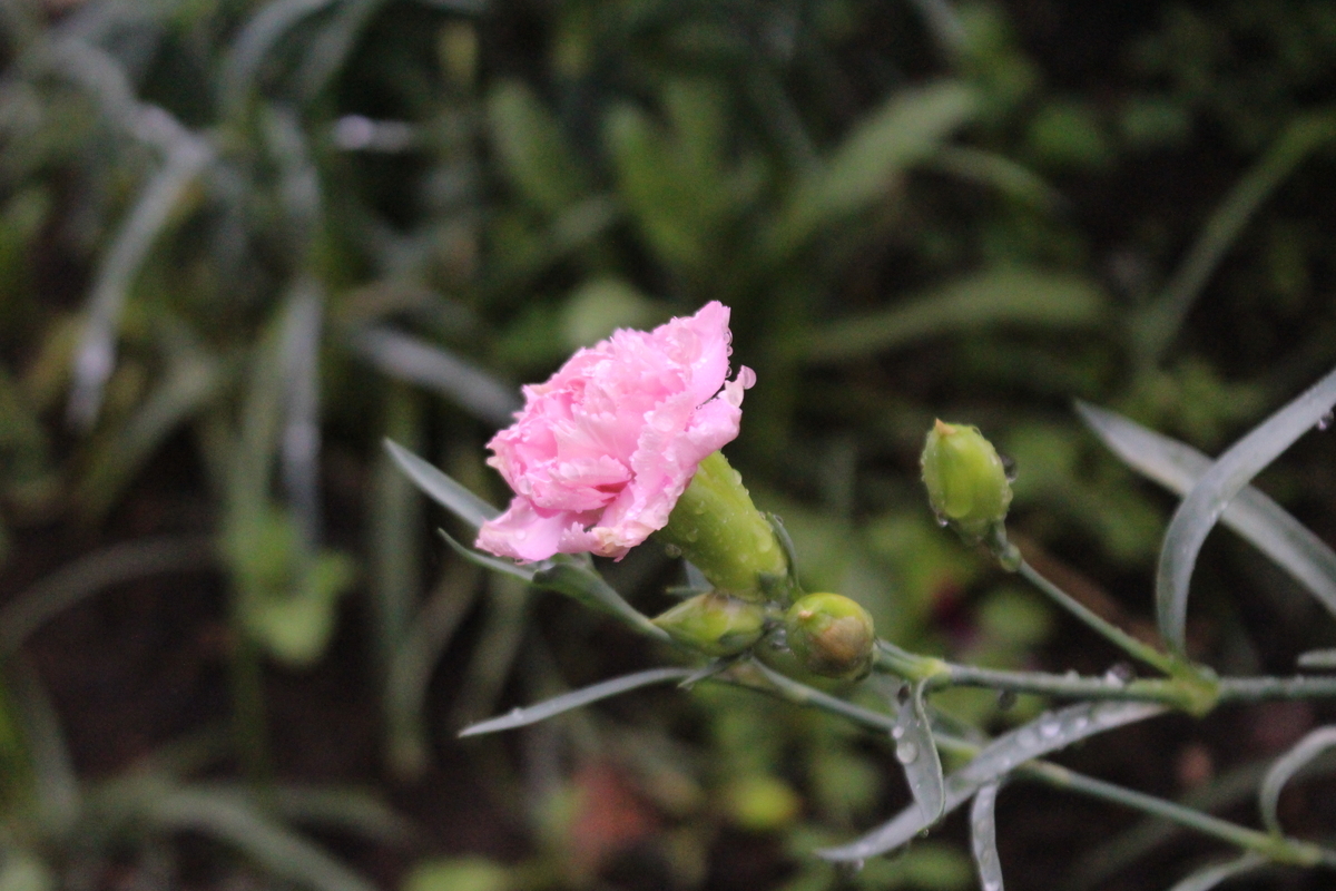 f:id:encyclopediaofweeds:20210928004747j:plain