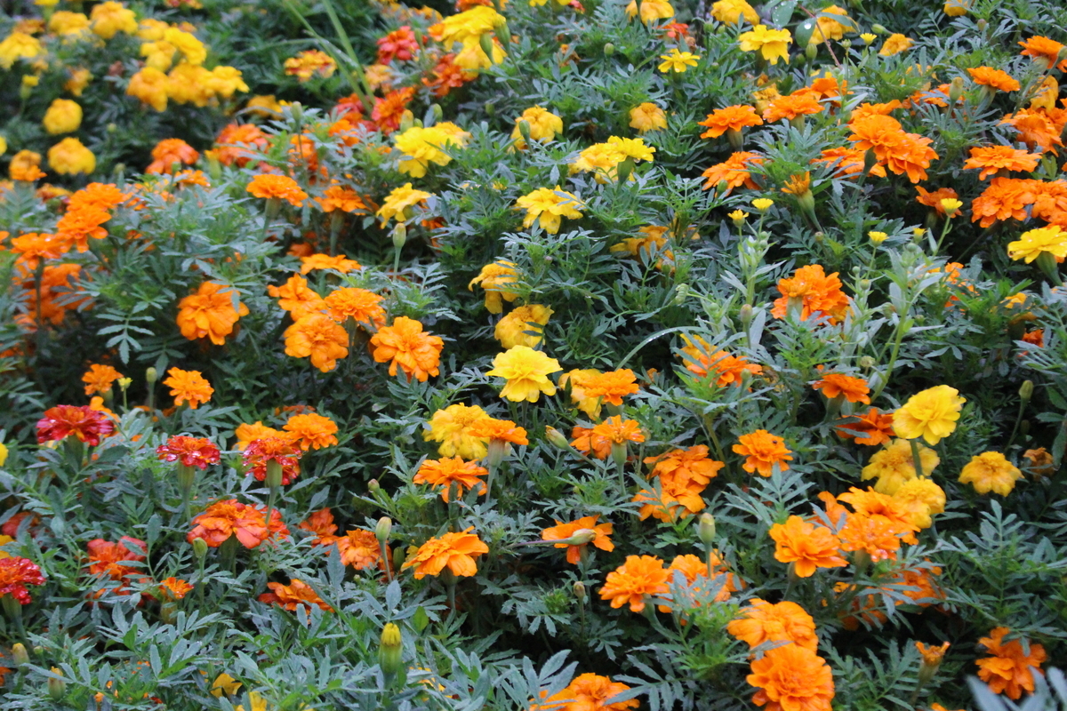 f:id:encyclopediaofweeds:20210928005154j:plain