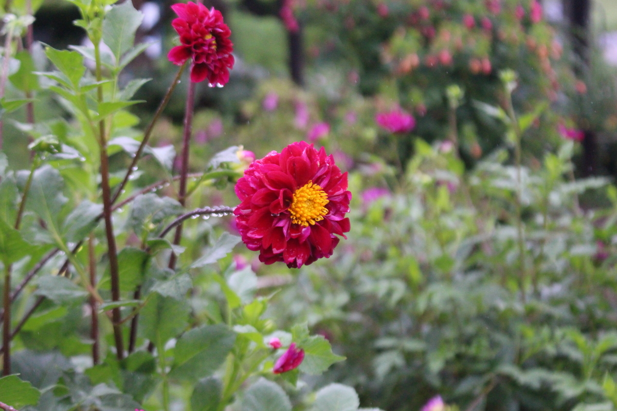 f:id:encyclopediaofweeds:20210928005359j:plain