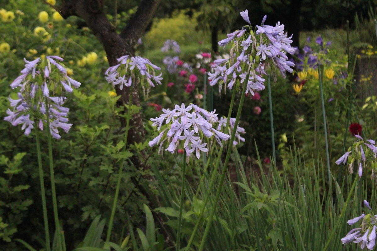f:id:encyclopediaofweeds:20210928005457j:plain