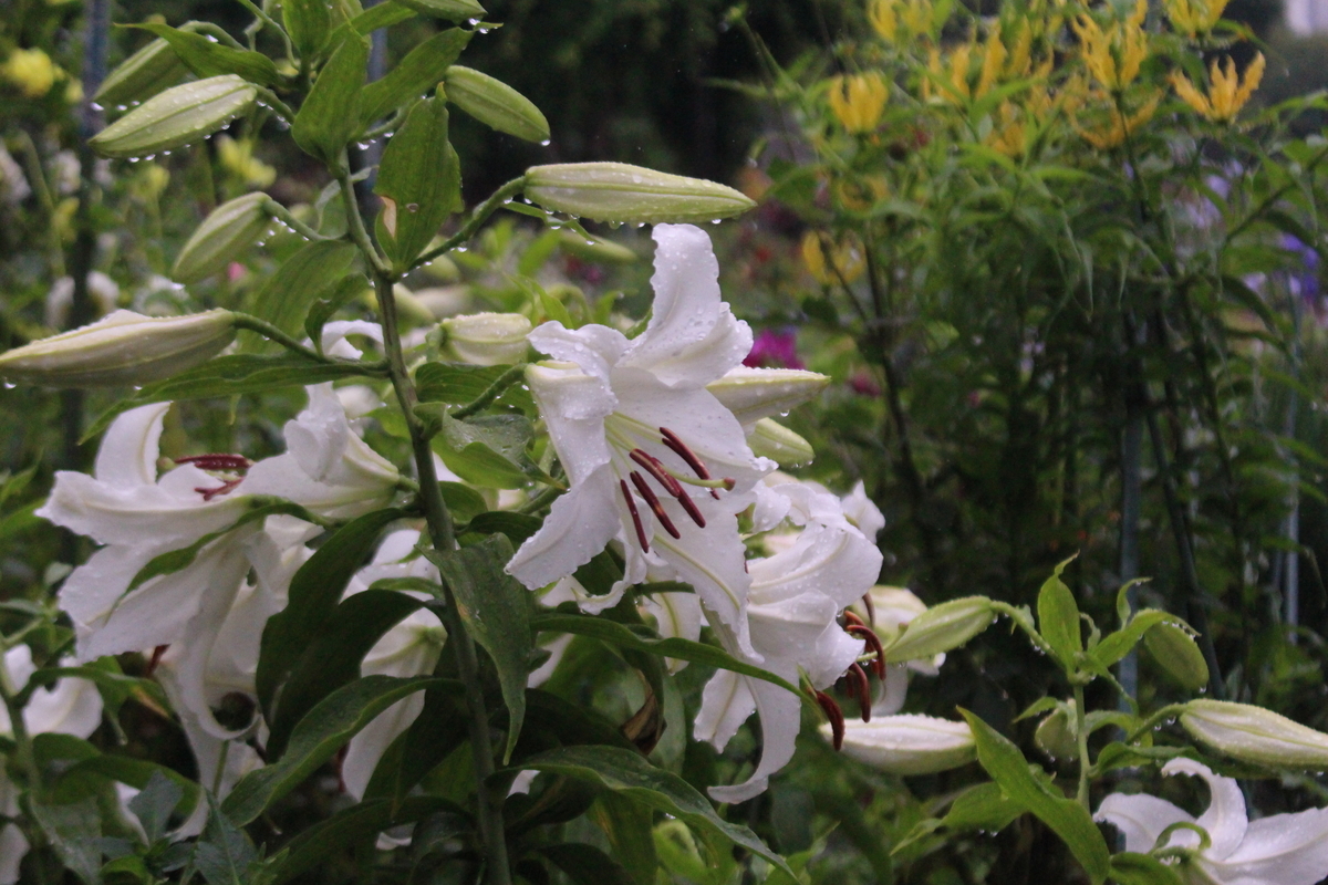 f:id:encyclopediaofweeds:20210928005718j:plain