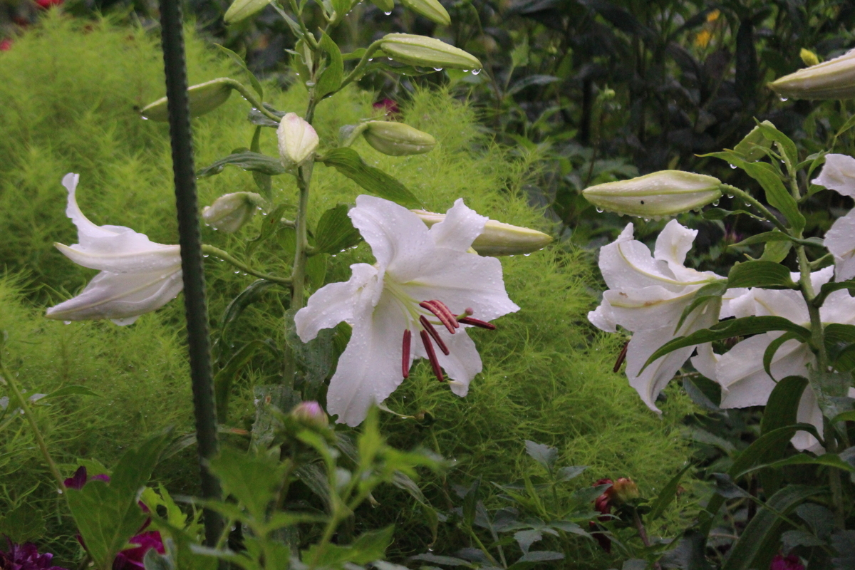 f:id:encyclopediaofweeds:20210928005730j:plain